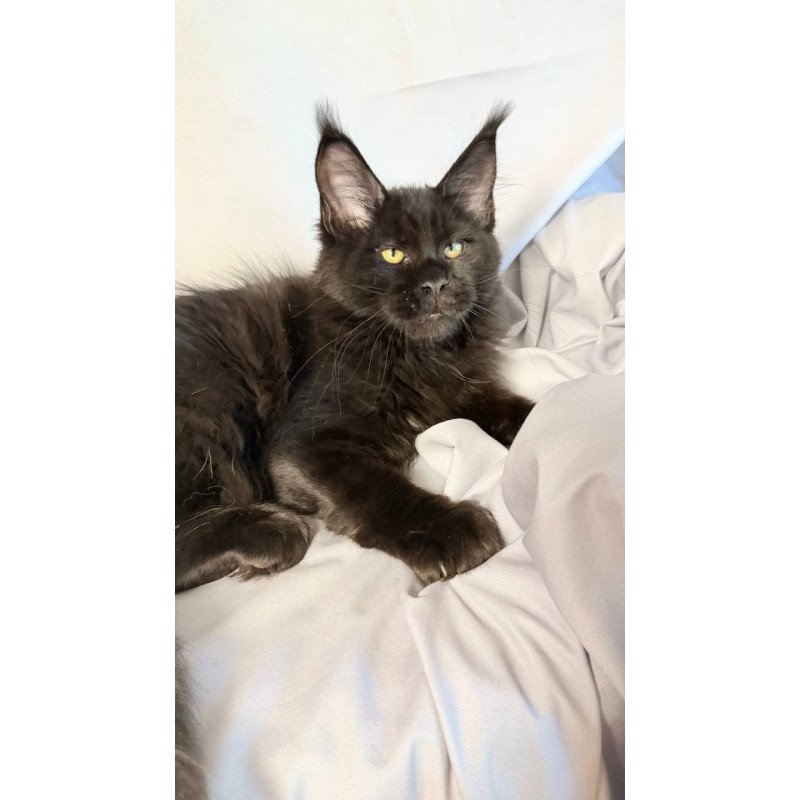 Maine Coon NOV Fargo