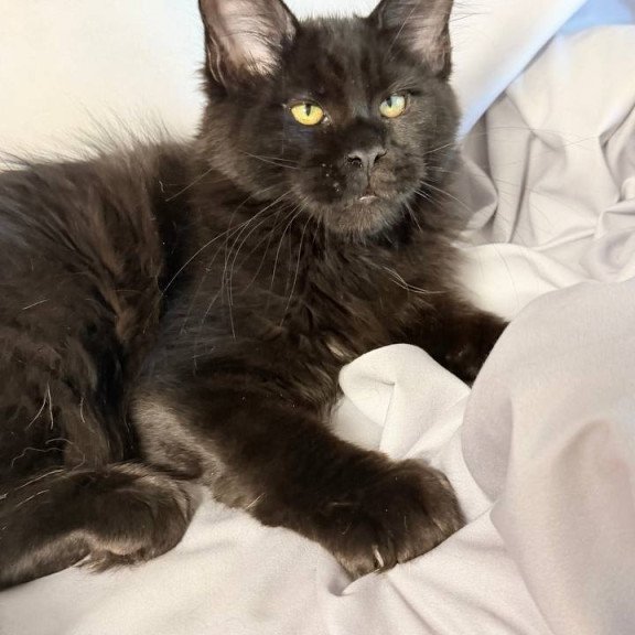 Maine Coon NOV Fargo