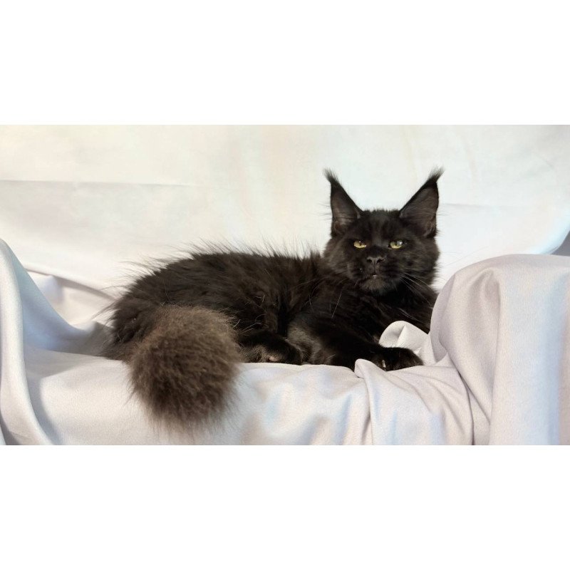 Maine Coon NOV Fargo