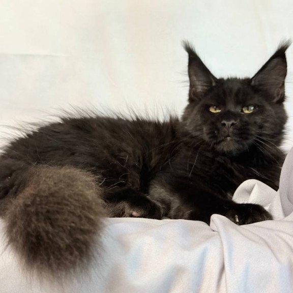 Maine Coon NOV Fargo