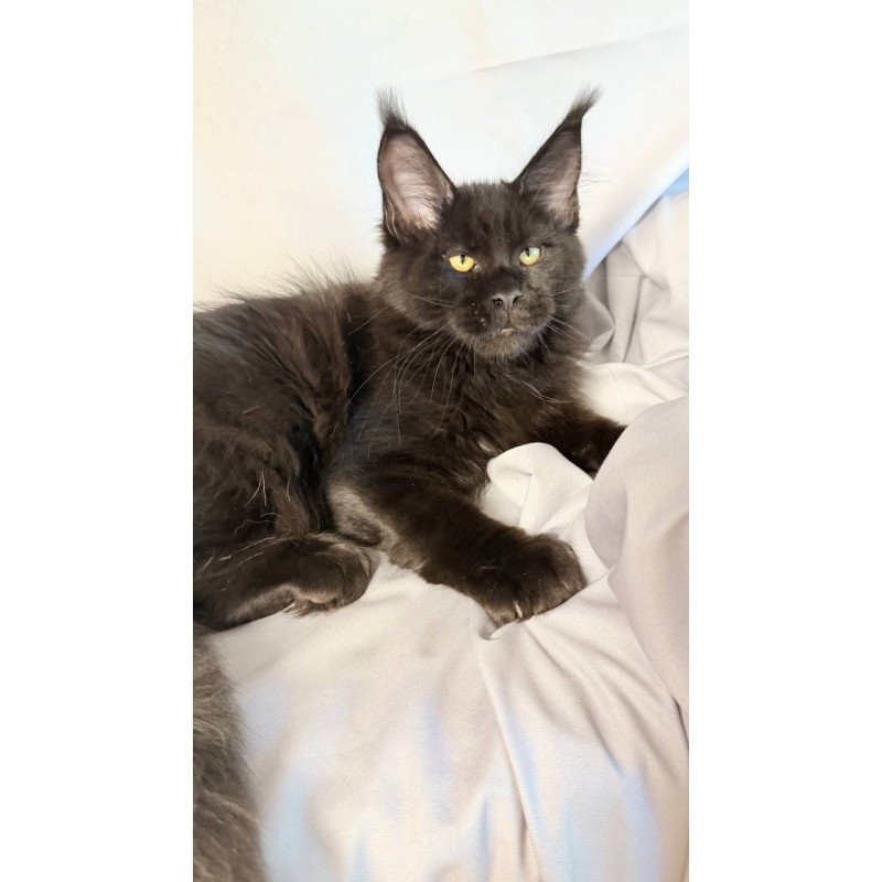 Maine Coon NOV Fargo