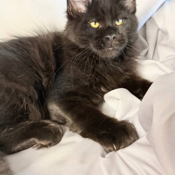 Maine Coon NOV Fargo