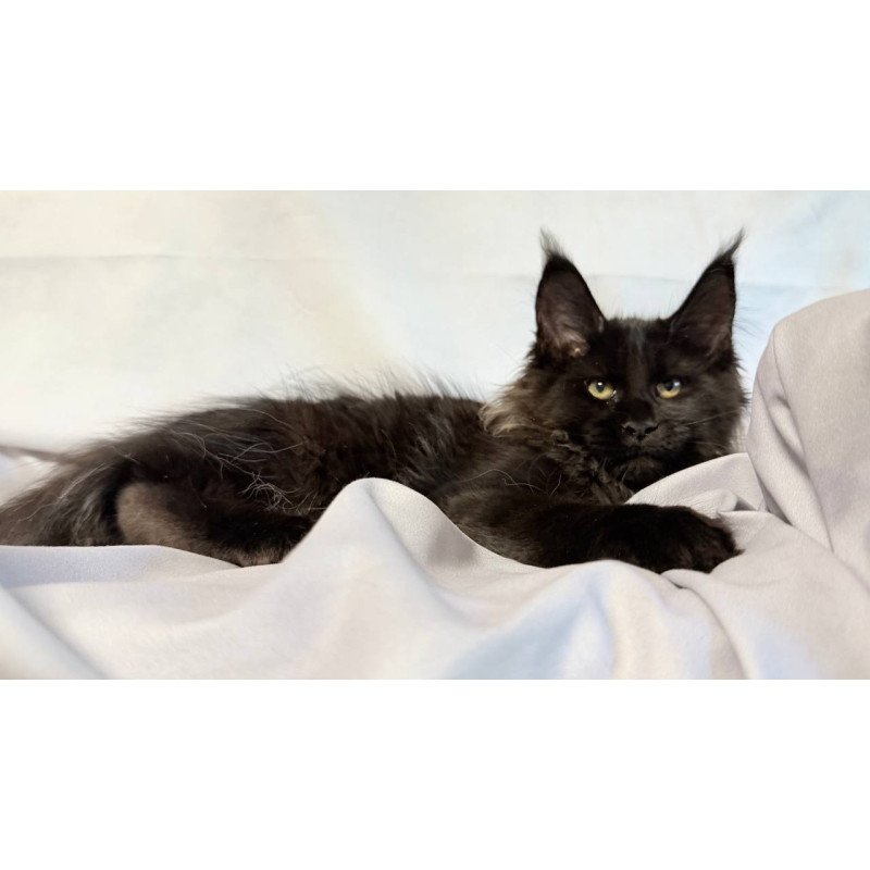 Maine Coon NOV Freya Polydactyl