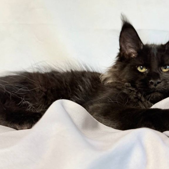 Maine Coon NOV Freya Polydactyl