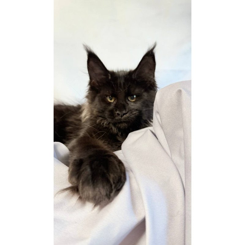 Maine Coon NOV Freya Polydactyl