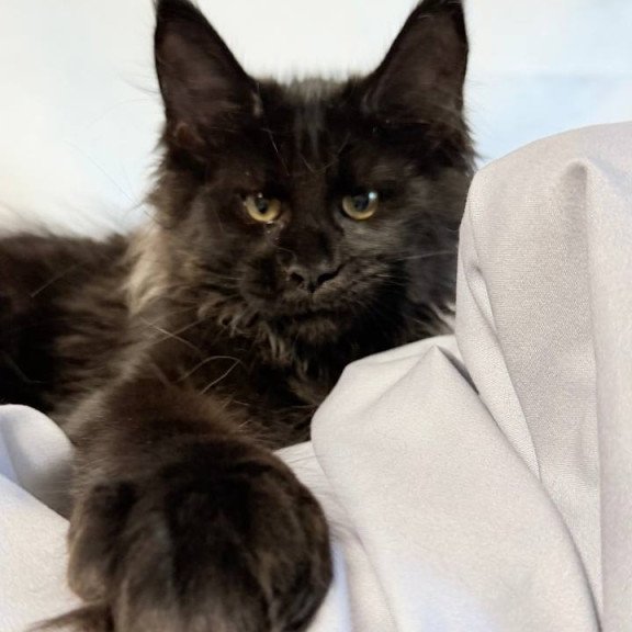 Maine Coon NOV Freya Polydactyl