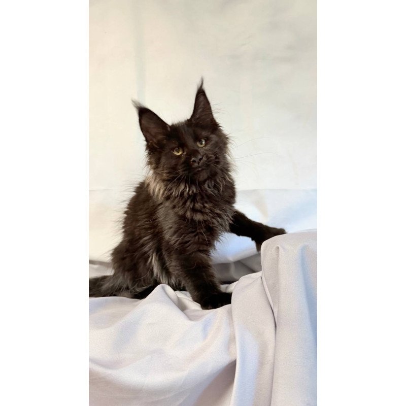 Maine Coon NOV Freya Polydactyl