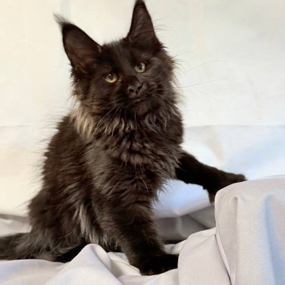 Maine Coon NOV Freya Polydactyl