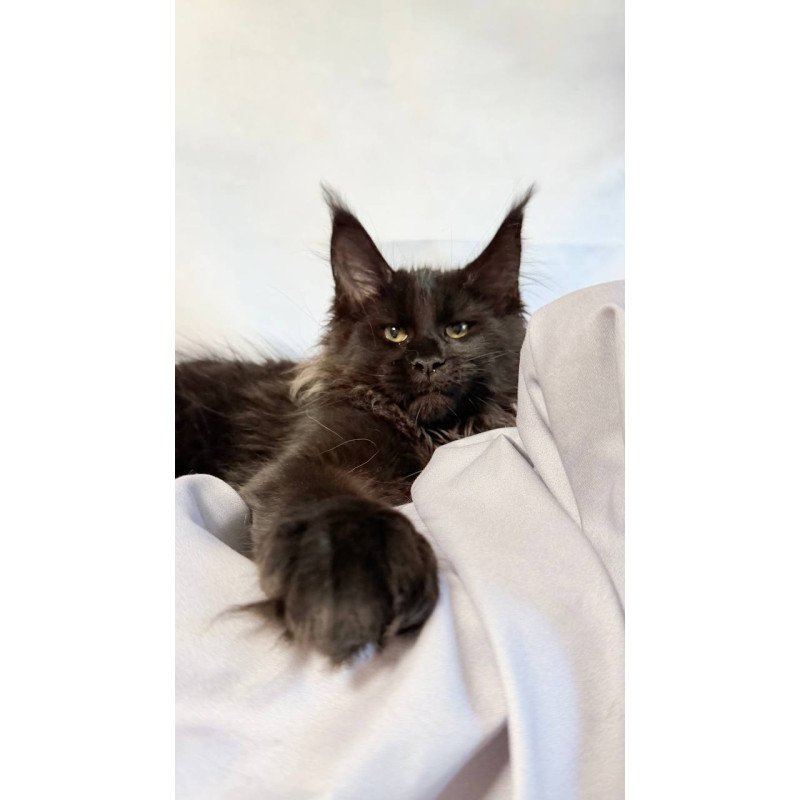 Maine Coon NOV Freya Polydactyl