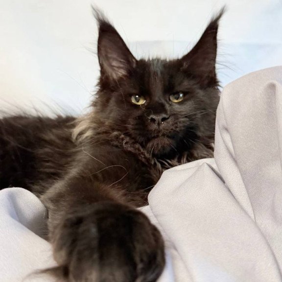 Maine Coon NOV Freya Polydactyl
