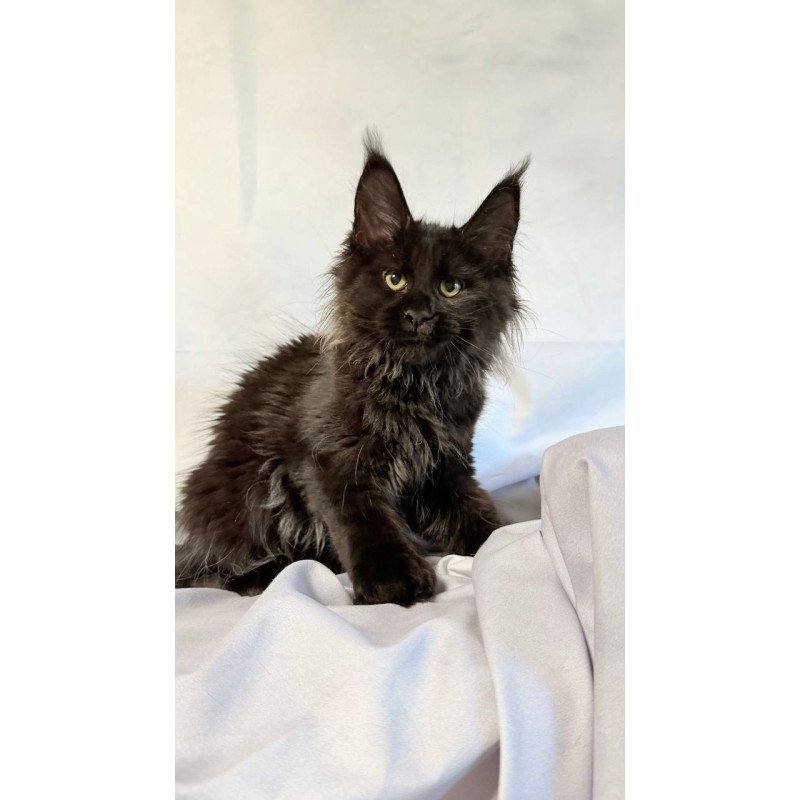 Maine Coon NOV Freya Polydactyl