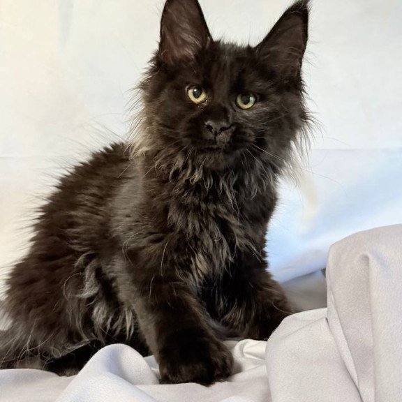 Maine Coon NOV Freya Polydactyl