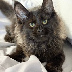 Maine Coon NOV Freya...