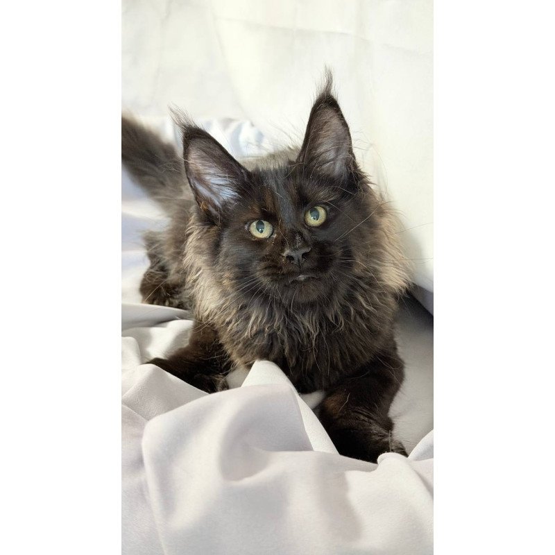 Maine Coon NOV Freya Polydactyl