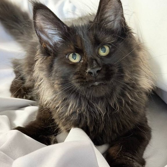 Maine Coon NOV Freya Polydactyl