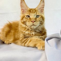 Maine Coon NOV Hermes