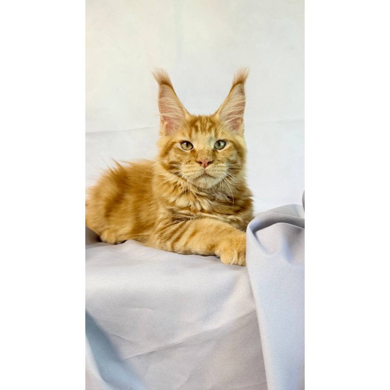 Maine Coon NOV Hermes