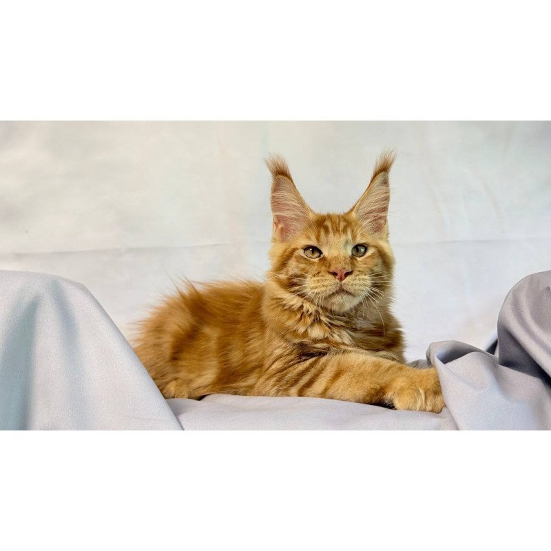 Maine Coon NOV Hermes
