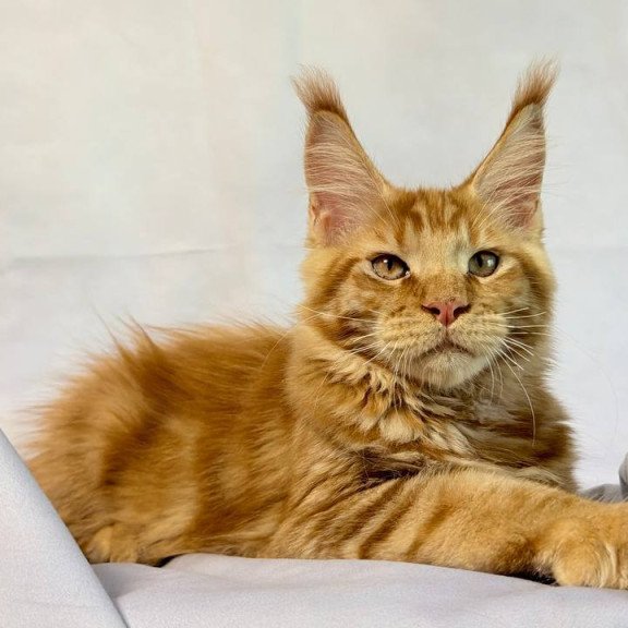 Maine Coon NOV Hermes