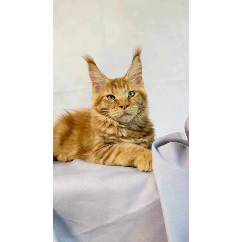 Maine Coon NOV Hermes