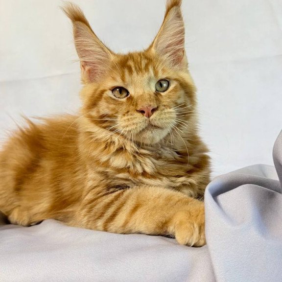 Maine Coon NOV Hermes