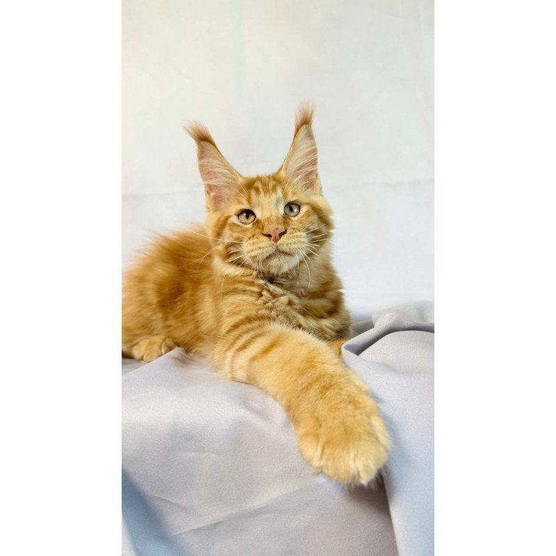 Maine Coon NOV Hermes