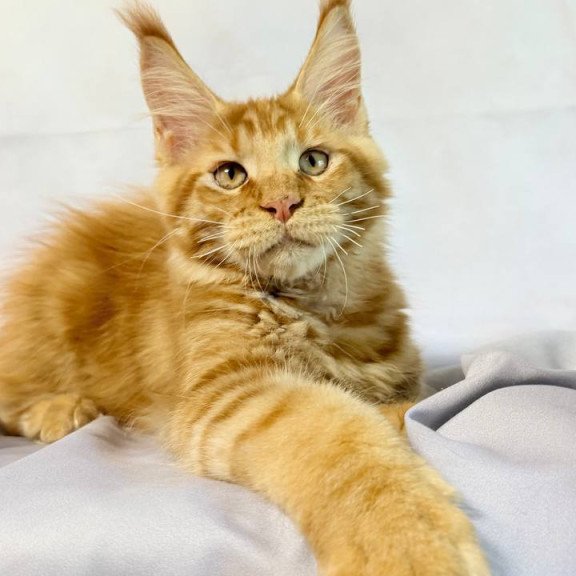 Maine Coon NOV Hermes