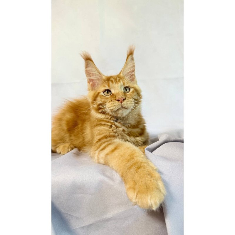 Maine Coon NOV Hermes