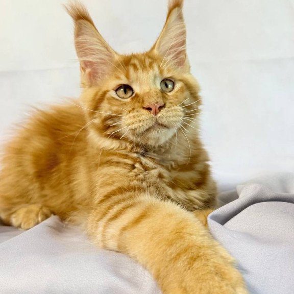 Maine Coon NOV Hermes