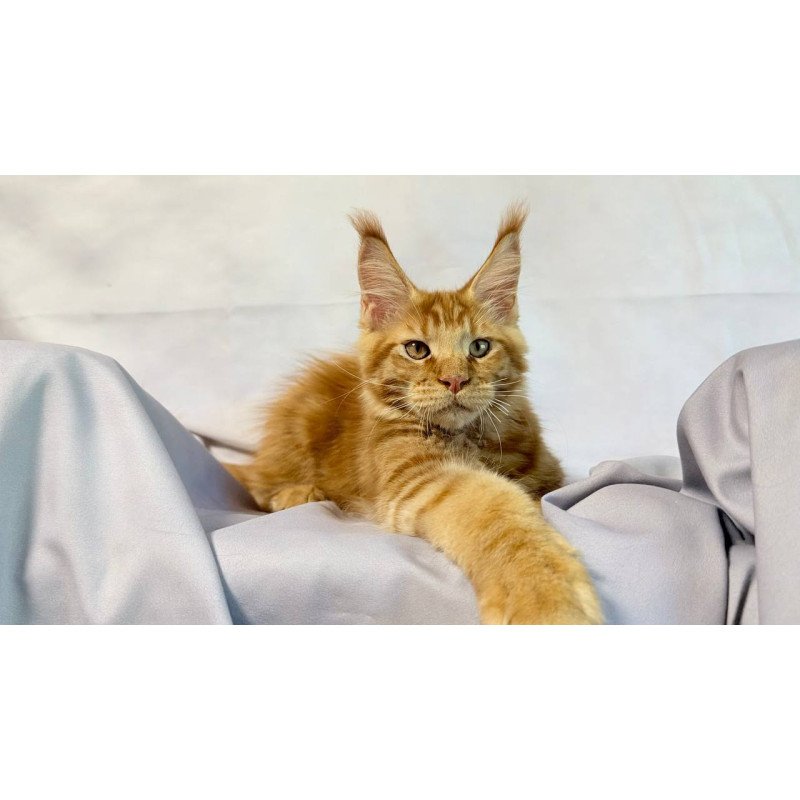 Maine Coon NOV Hermes