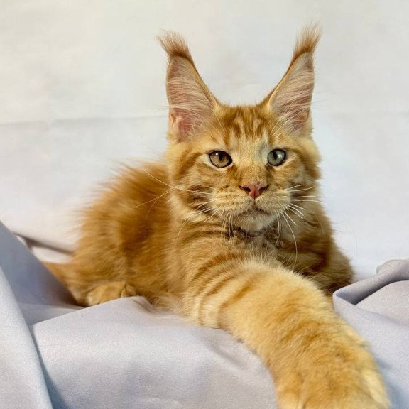 Maine Coon NOV Hermes