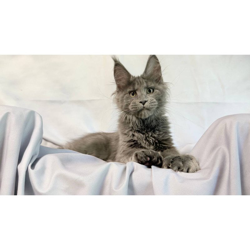 Maine Coon NOV Imany Polydactyl