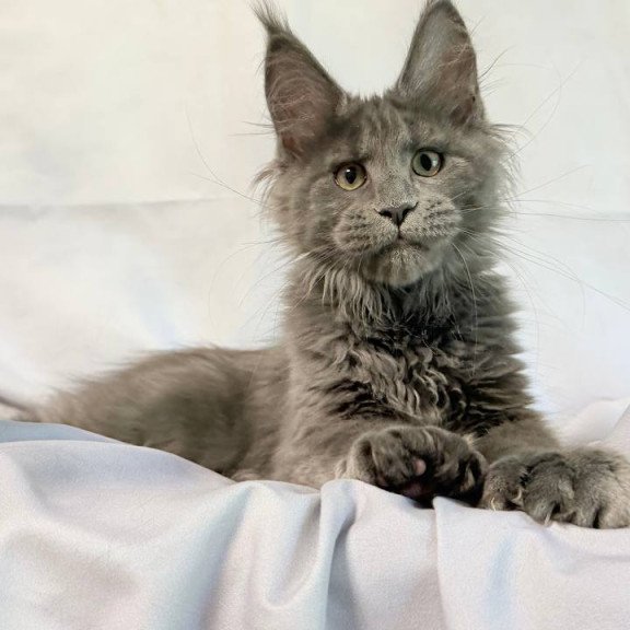 Maine Coon NOV Imany Polydactyl