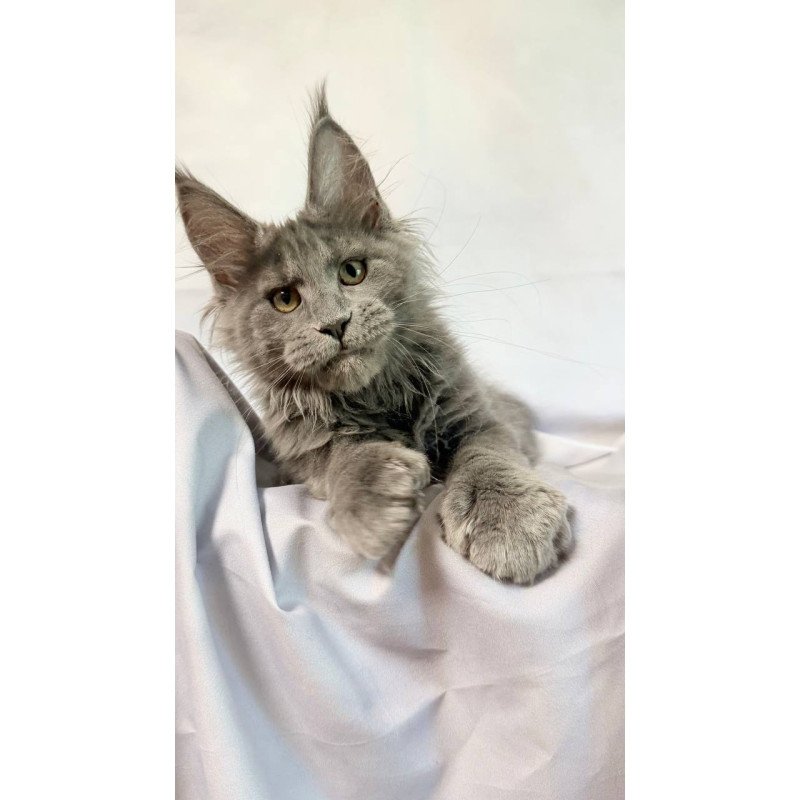 Maine Coon NOV Imany Polydactyl
