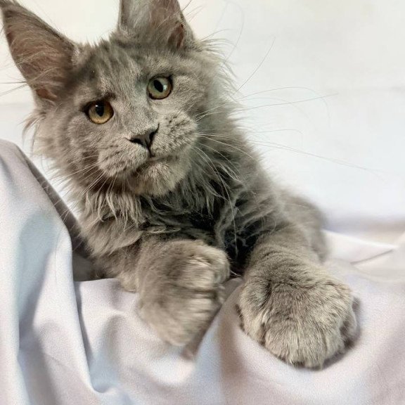 Maine Coon NOV Imany Polydactyl