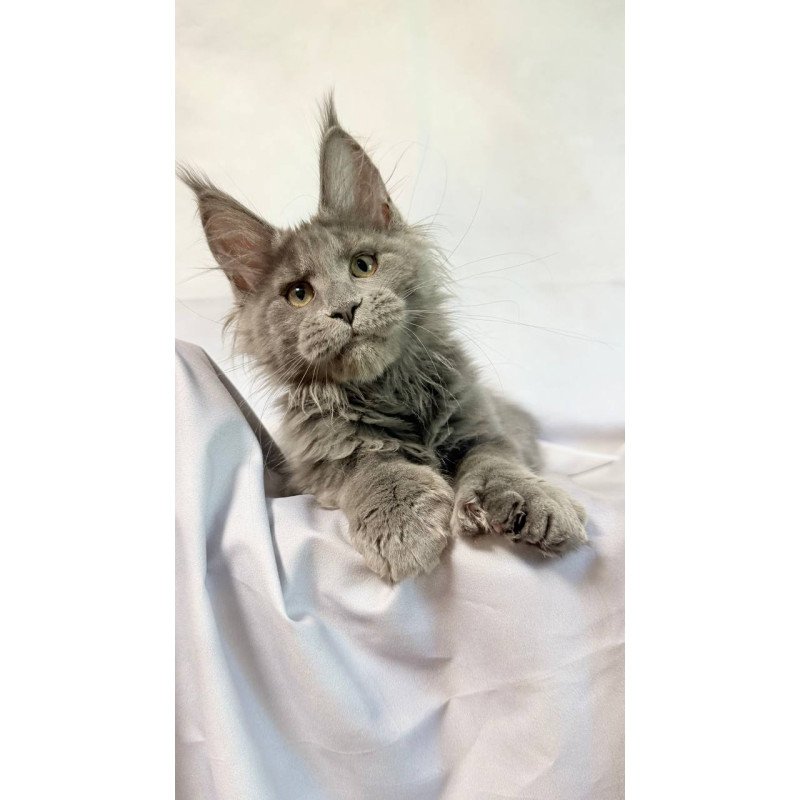 Maine Coon NOV Imany Polydactyl