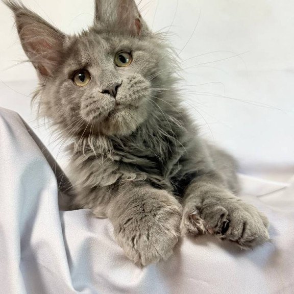 Maine Coon NOV Imany Polydactyl