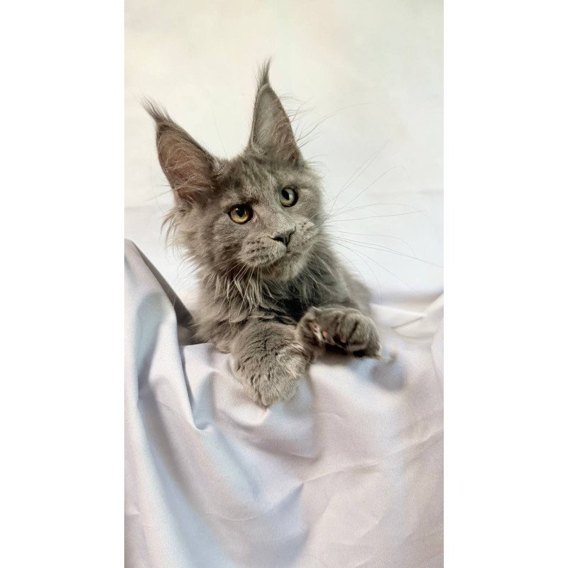Maine Coon NOV Imany Polydactyl