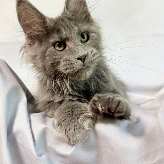 Maine Coon NOV Imany Polydactyl