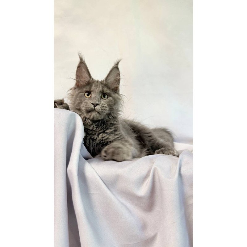 Maine Coon NOV Imany Polydactyl