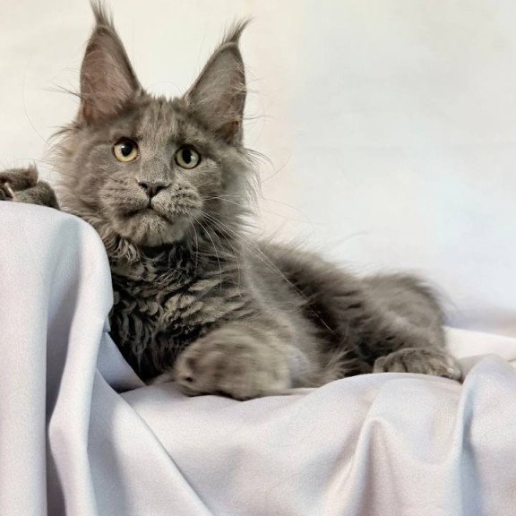 Maine Coon NOV Imany Polydactyl