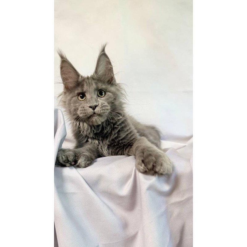 Maine Coon NOV Imany Polydactyl