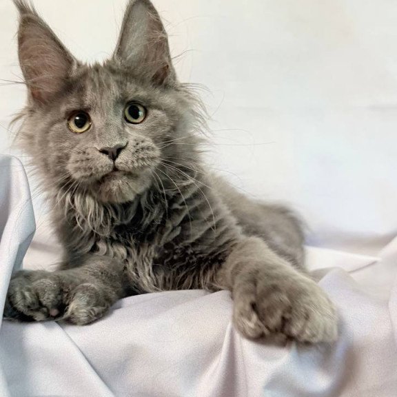 Maine Coon NOV Imany Polydactyl