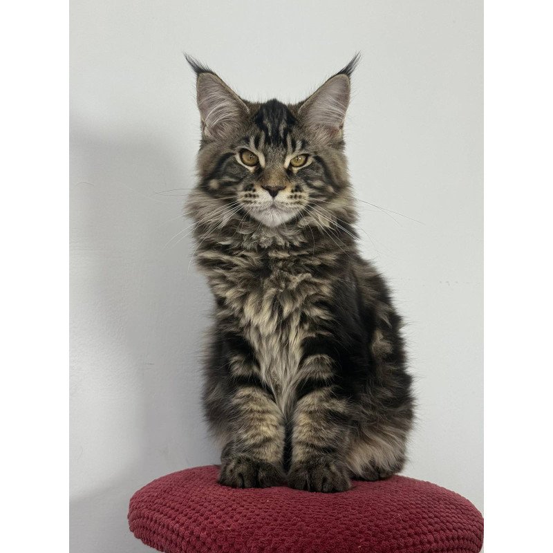 Maine Coon EZ Casper