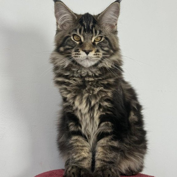 Maine Coon EZ Casper