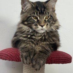 Maine Coon EZ Casper