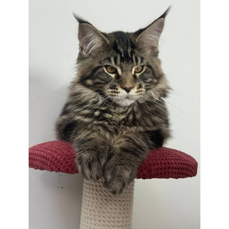 Maine Coon EZ Casper