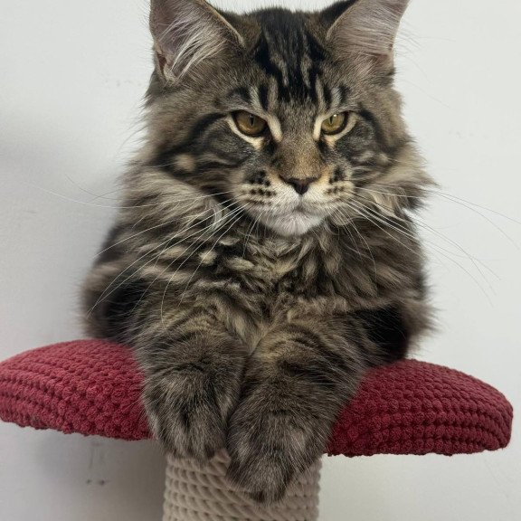 Maine Coon EZ Casper