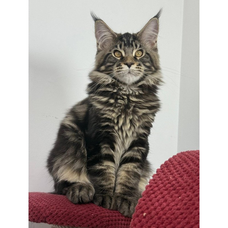 Maine Coon EZ Casper