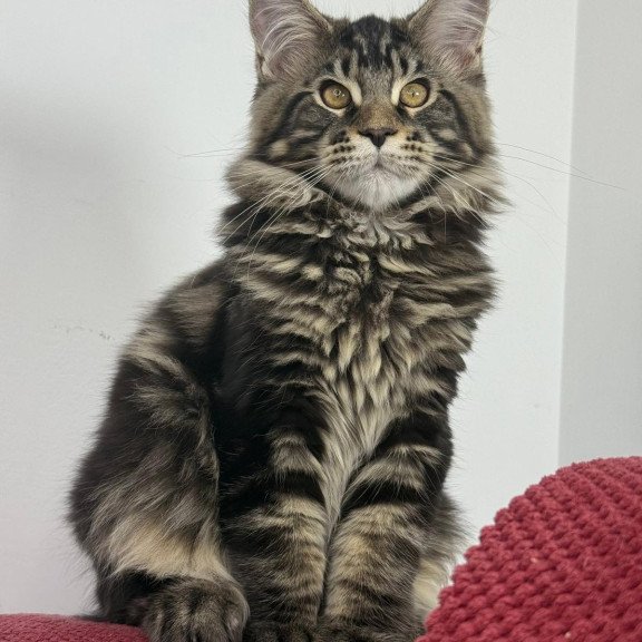 Maine Coon EZ Casper